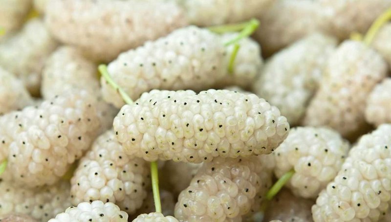 Тутовник сушённый (шелковица)1кг