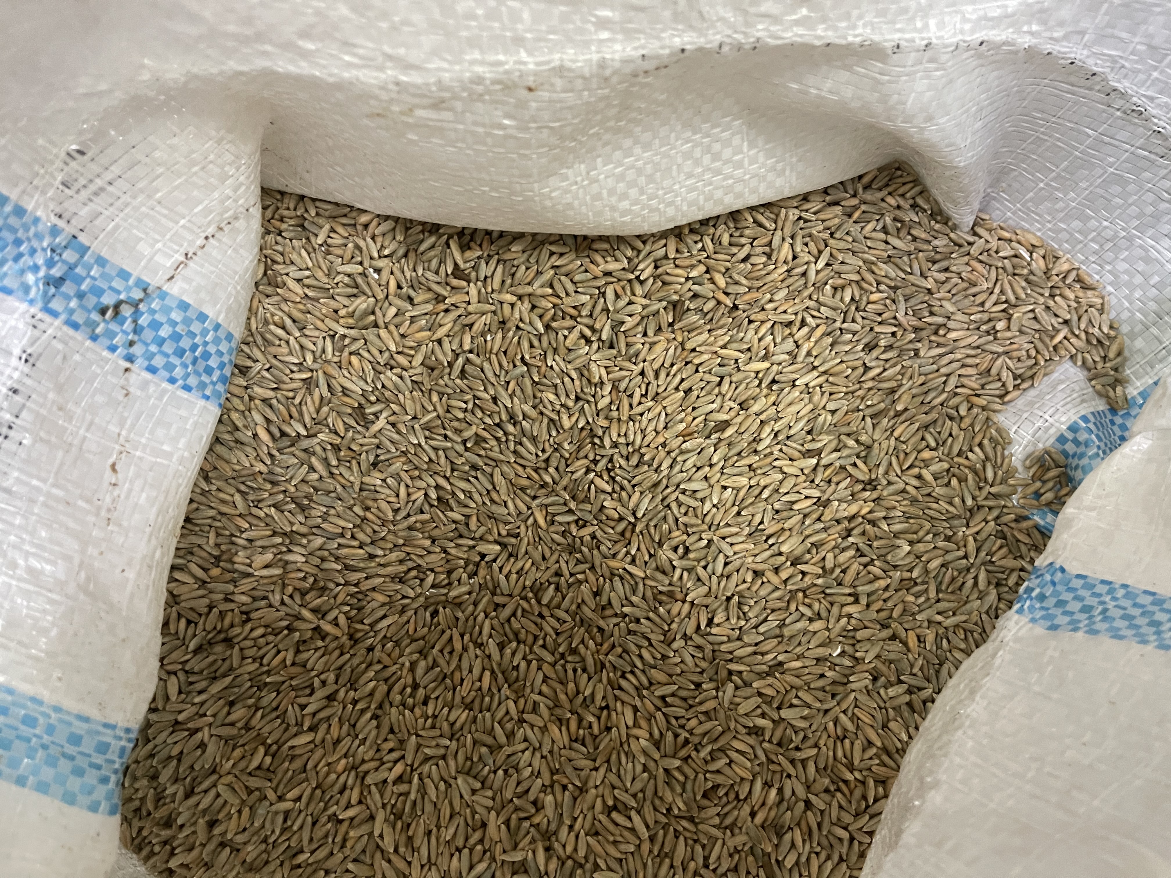 Рожь зерно премиум мешок 25 кг.