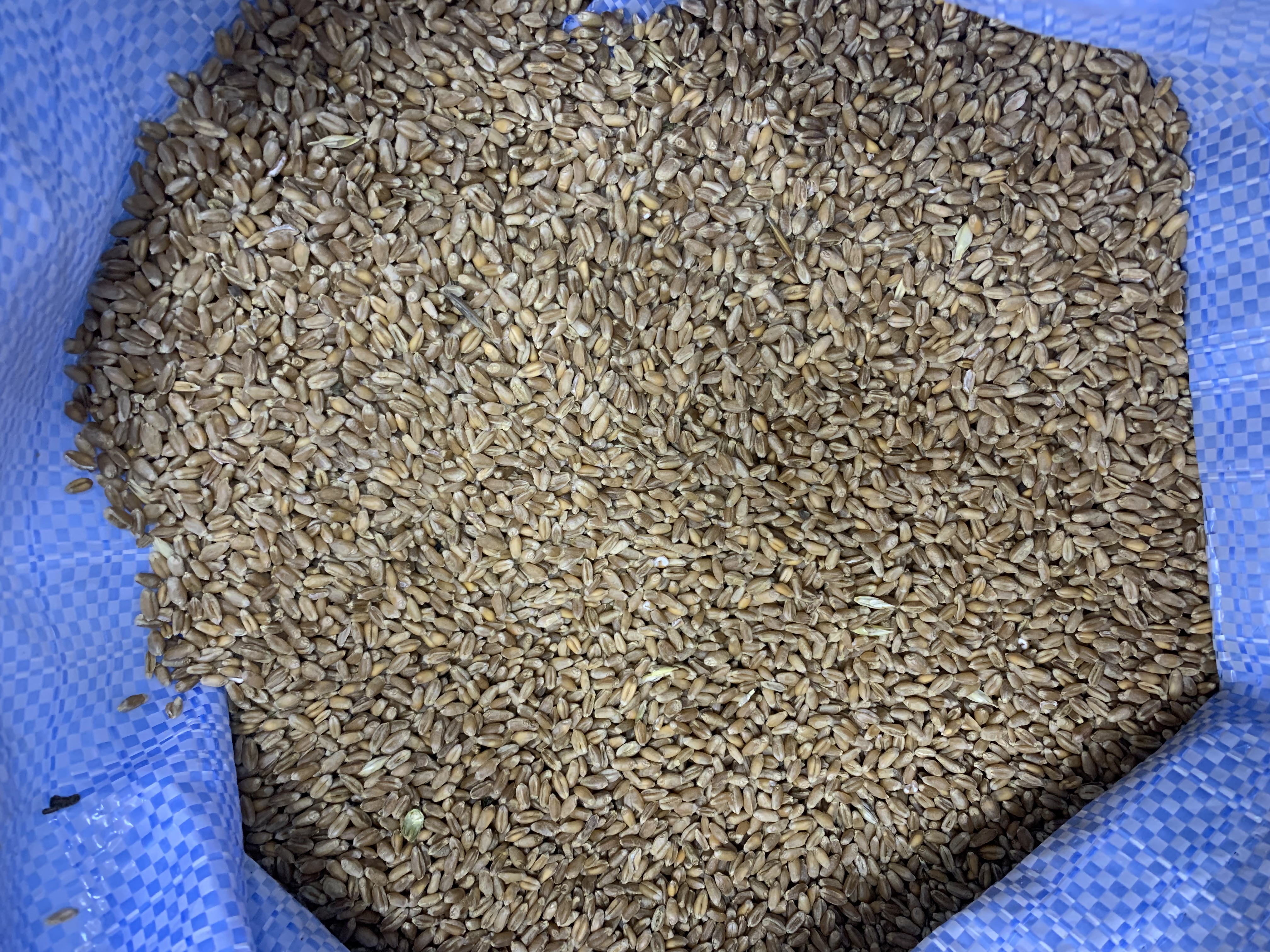 Пшеница зерно премиум упаковка 1 кг