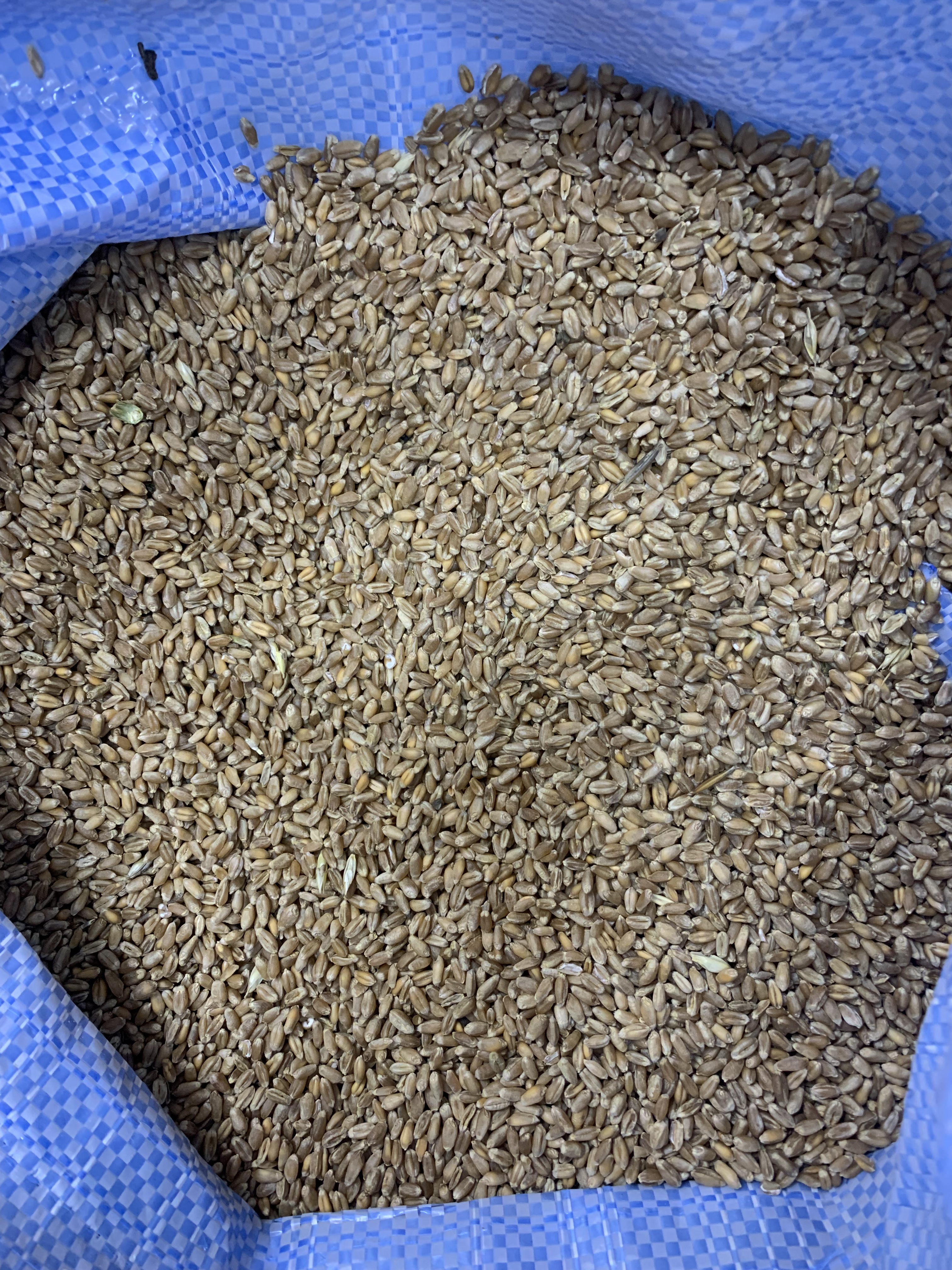 Пшеница зерно премиум упаковка 1 кг